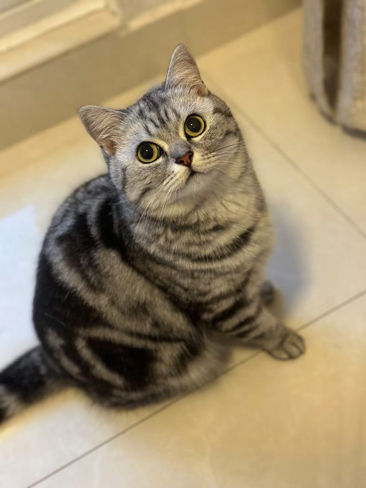 Cat Photo